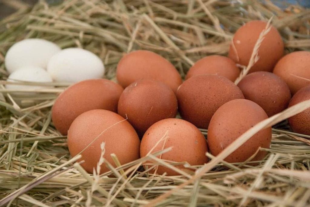 eggs 3611710 640