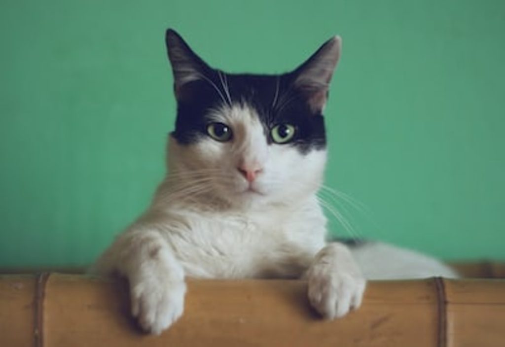 Cat grooming service in Bangkok