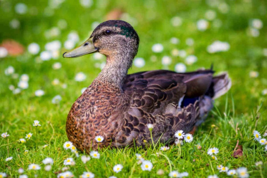Duck Flower Detox