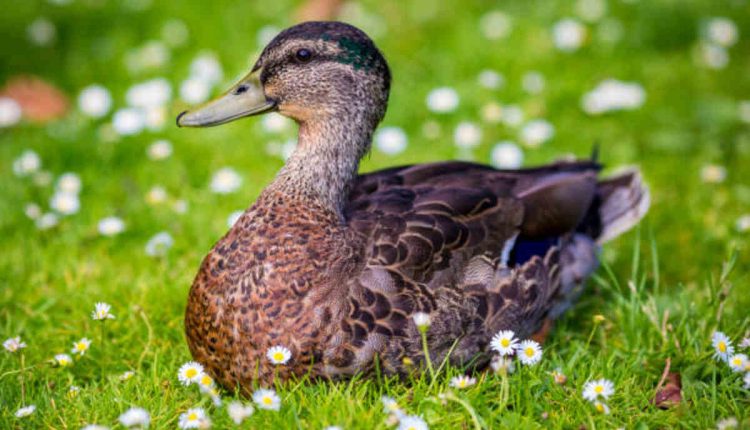 Duck Flower Detox