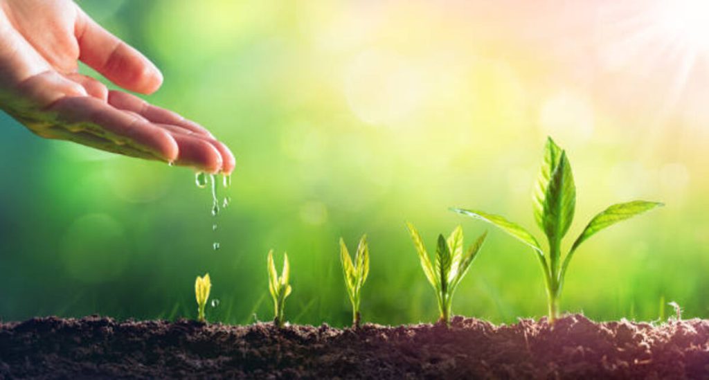 Plant Growth