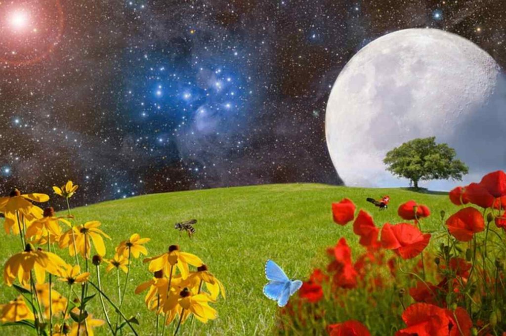 Plant Galaxy