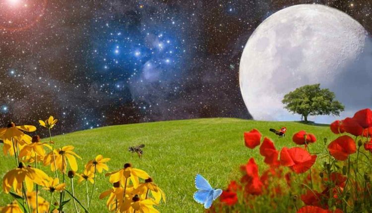 Plant Galaxy