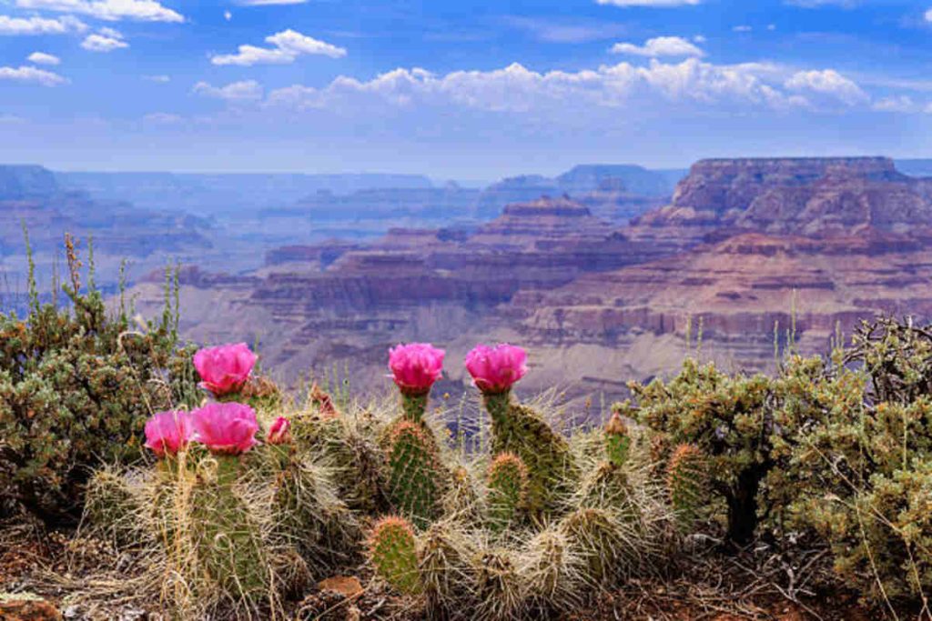 Cacti With Pink Flowers