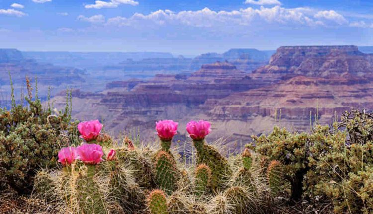 Cacti With Pink Flowers