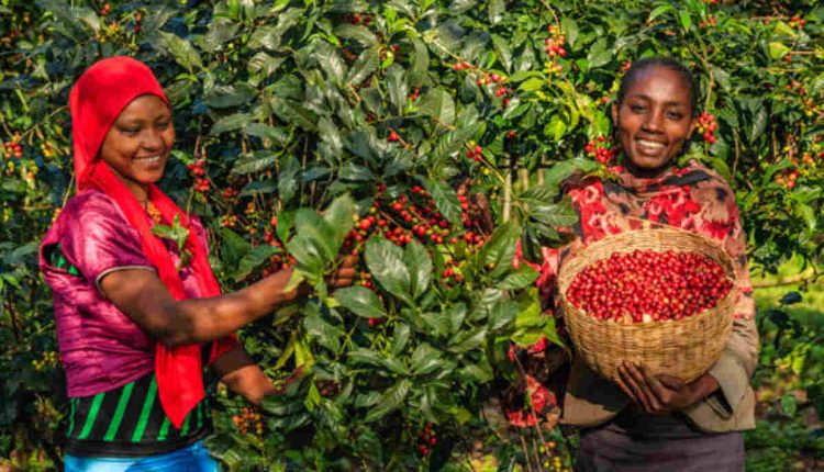Ethiopian Food in Houston