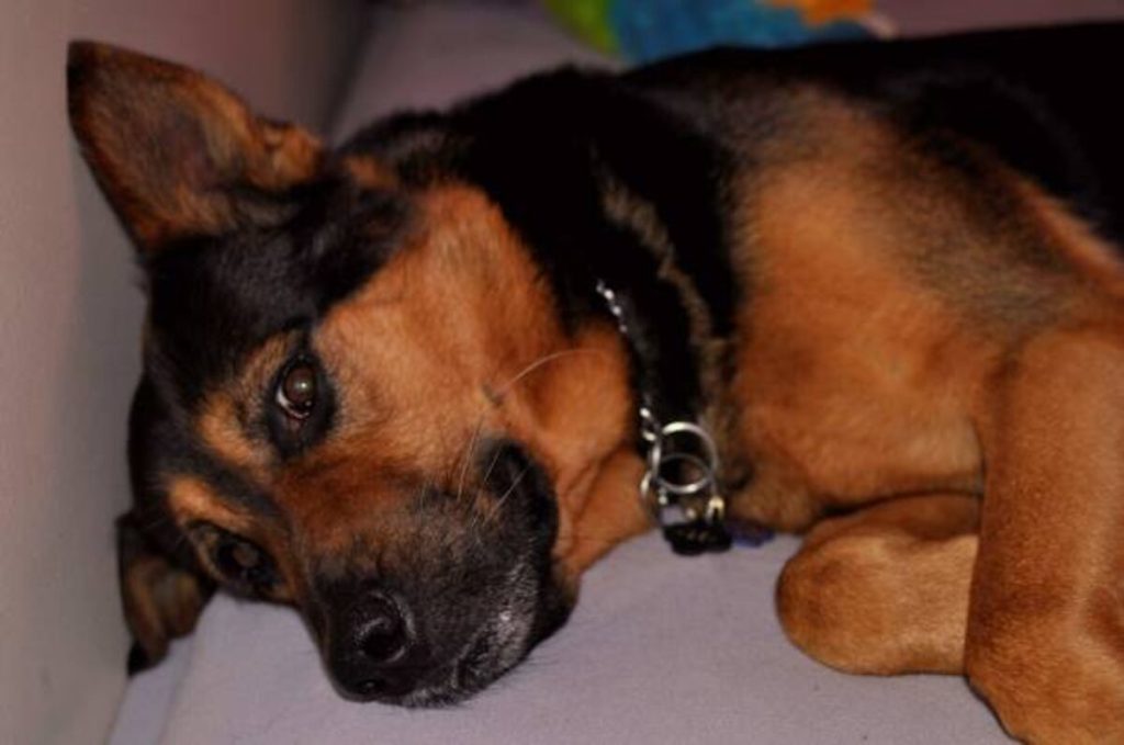 Sacramento Pets Craigslist