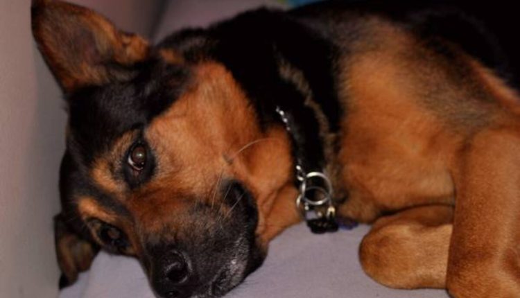 Sacramento Pets Craigslist