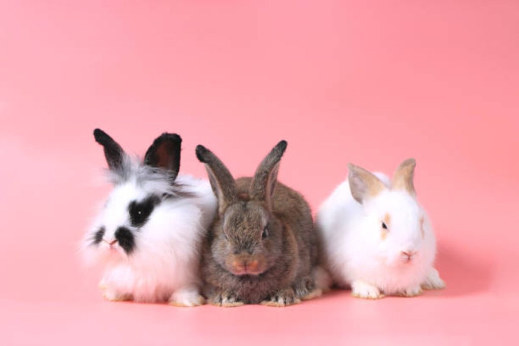 Adopting a Pet From Redding Pets Craigslist