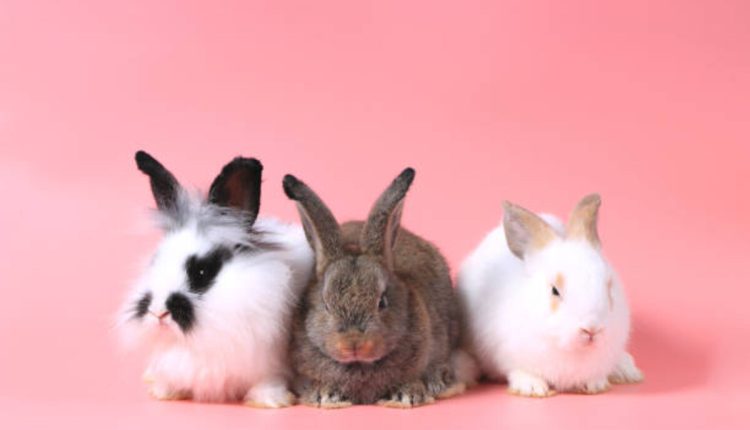 Adopting a Pet From Redding Pets Craigslist