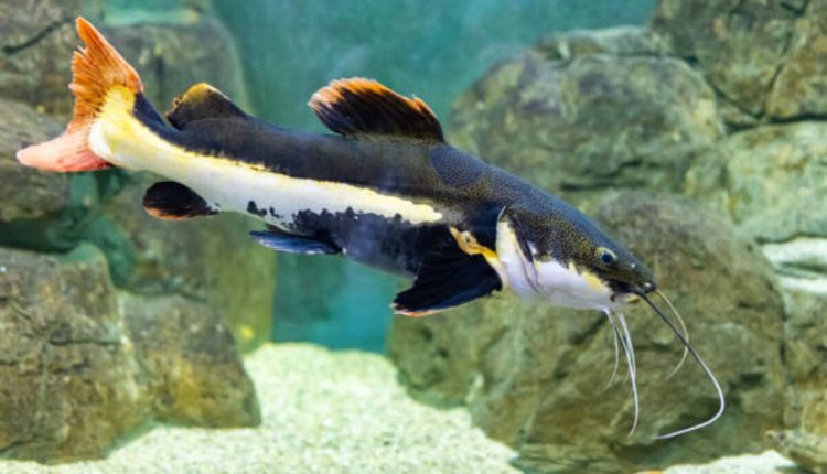 Redtail on the River