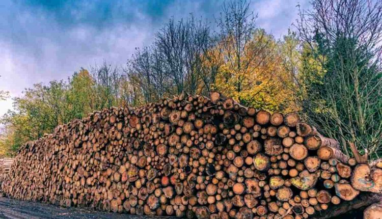 santa clara tree removal