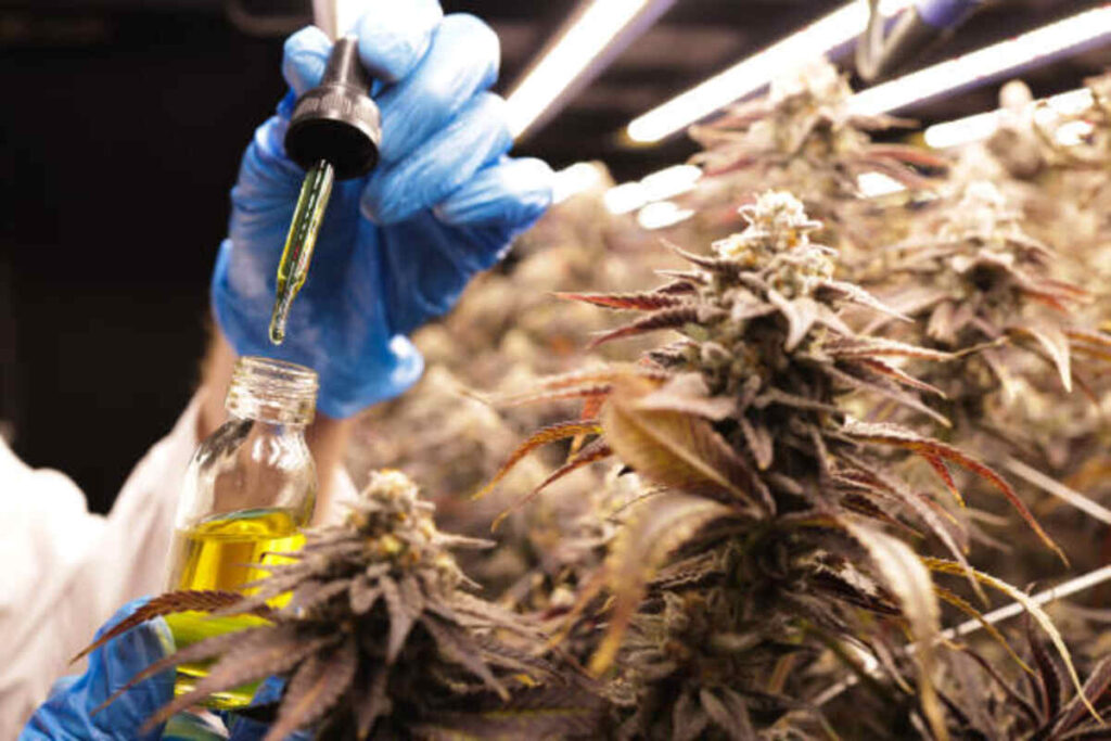 Using THC Isolate Effectively