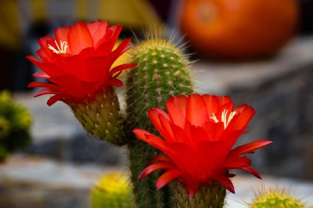 Psychoactive Properties of Peyote Cactus Explained