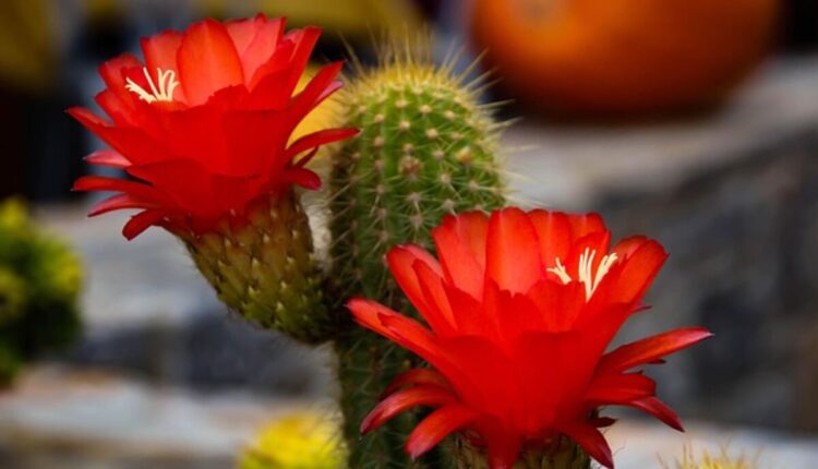 Psychoactive Properties of Peyote Cactus Explained